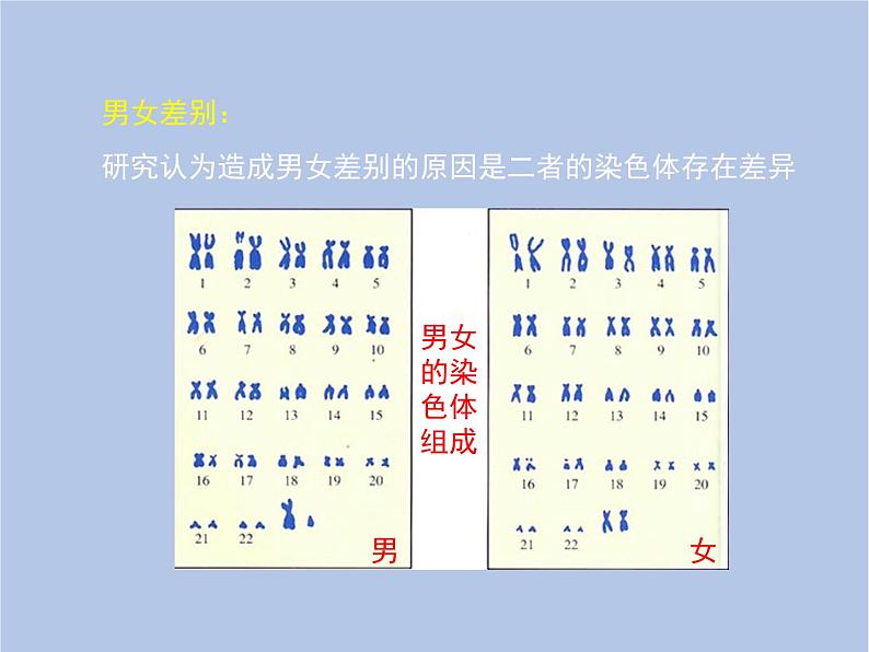 鲁科版（五四制）生物八下 8.2.4《人的性别遗传》课件04