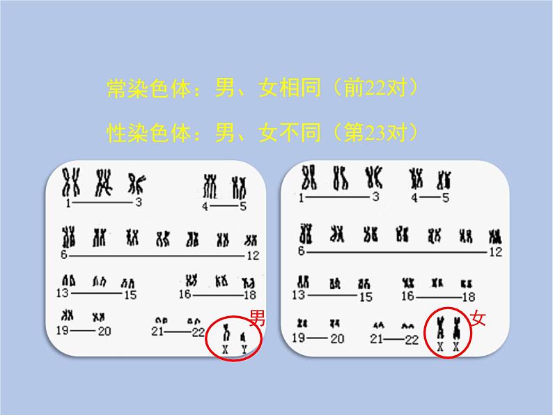 鲁科版（五四制）生物八下 8.2.4《人的性别遗传》课件06