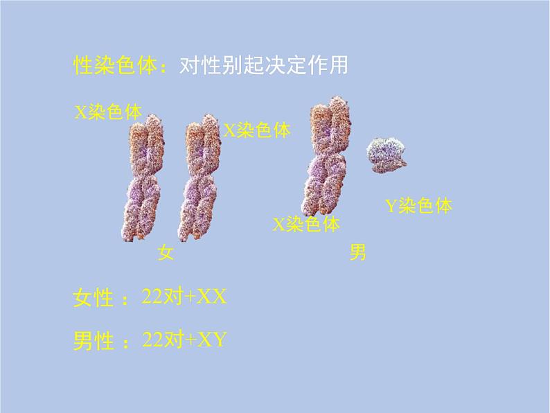 鲁科版（五四制）生物八下 8.2.4《人的性别遗传》课件07