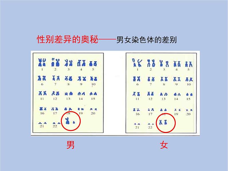 鲁科版（五四制）生物八下 8.2.4《人的性别遗传》课件08