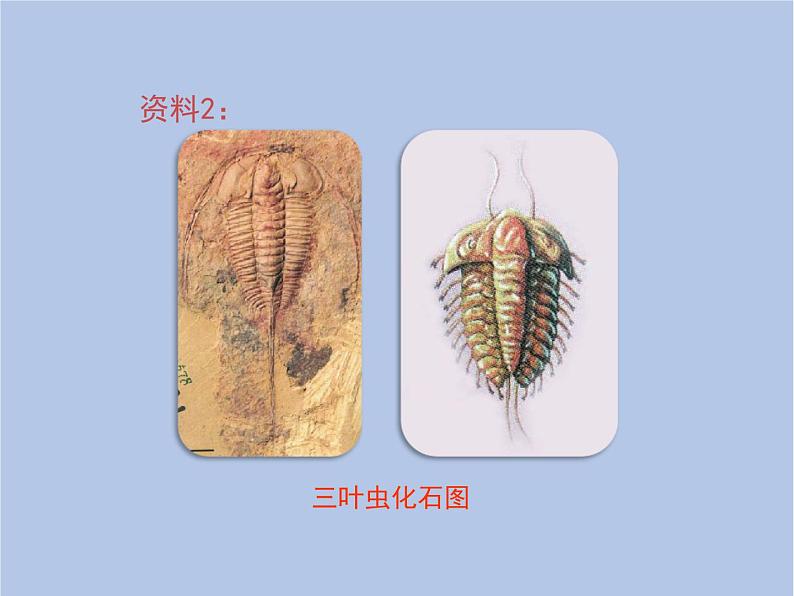 鲁科版（五四制）生物八下 8.3.2《生物进化的历程》课件第4页