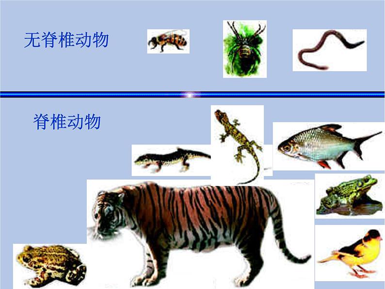 鲁科版（五四制）生物八下 9.1.1《尝试对生物进行分类》第二课时课件05