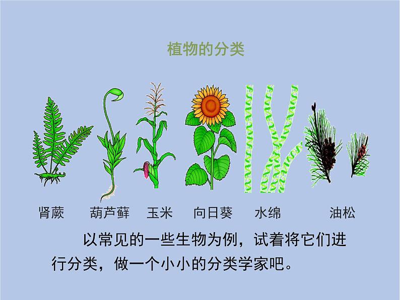 鲁科版（五四制）生物八下 9.1.1《尝试对生物进行分类》课件3第6页