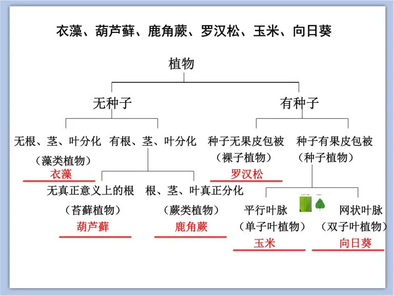 初中生物沪教版八年级下册生命科学第四节生物的分类优秀课件ppt 教习网 课件下载 初中生物沪教版八年级下册生命科学第四节生物的分类优秀课件ppt 教习网 课件下载