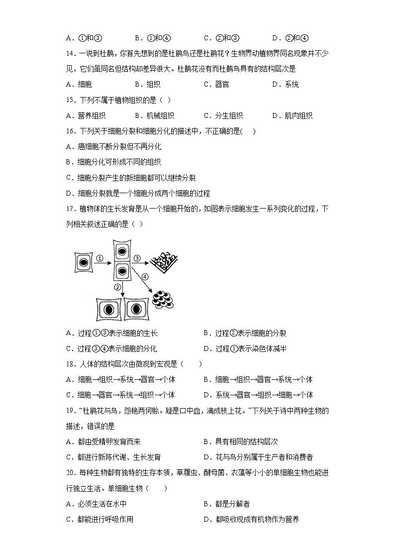 湖南省郴州市桂东县2021-2022学年七年级上学期期中生物试题（word版 含答案）03