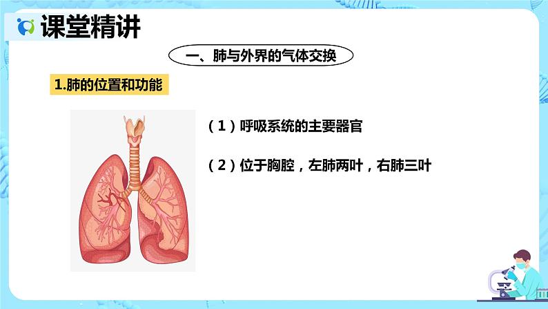 人教版生物七年级下册《发生在肺内的气体交换》课件（送教案+练习）05