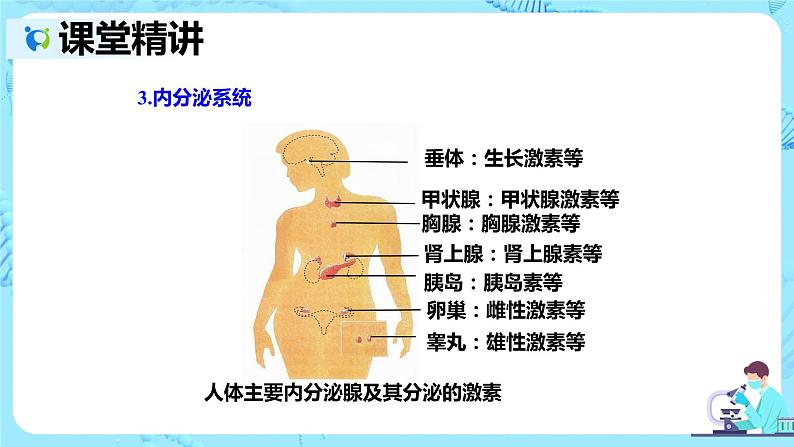 人教版生物七年级下册《激素调节》课件第5页