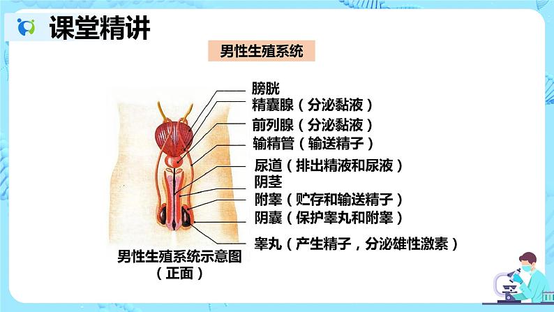 人教版生物七年级下册《人的生殖》课件（送教案+练习）08