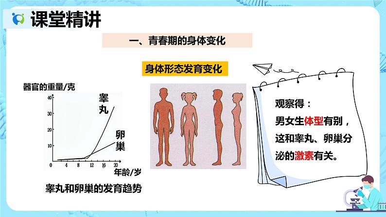 人教版生物七年级下册《青春期》课件（送教案+练习）07