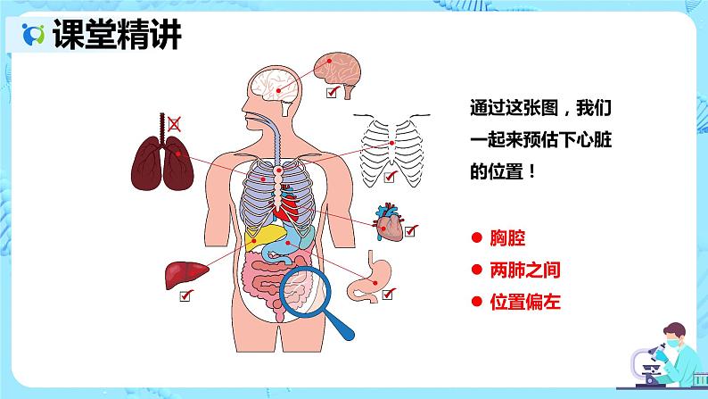 人教版生物七年级下册《输送血液的泵——心脏》课件第5页