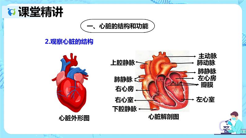 人教版生物七年级下册《输送血液的泵——心脏》课件第7页