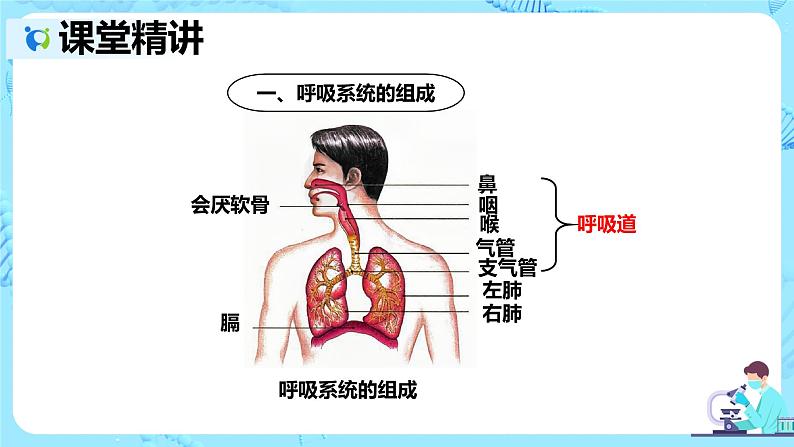 人教版生物七年级下册《呼吸道对空气的处理》课件（送教案+练习）06