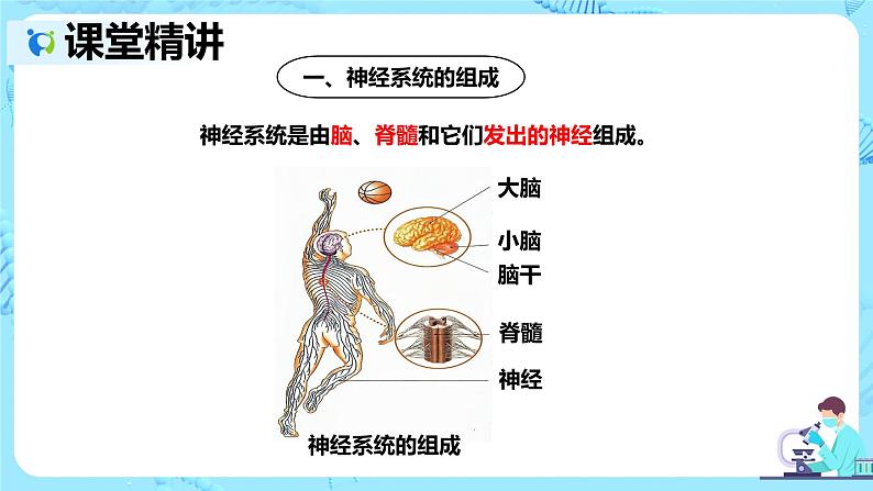 人教版生物七年级下册《神经系统的组成》课件第5页