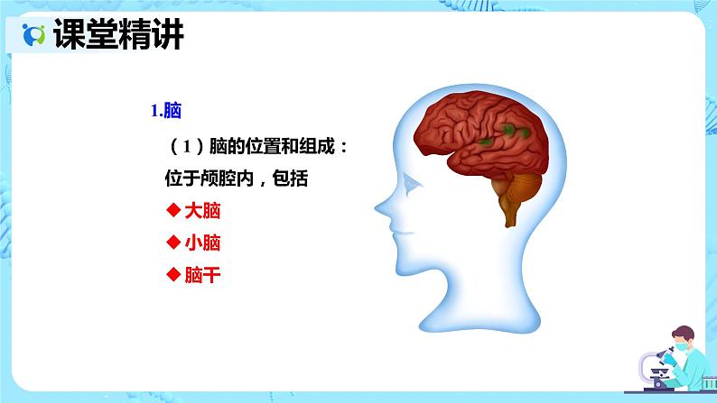 人教版生物七年级下册《神经系统的组成》课件第6页