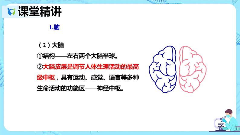 人教版生物七年级下册《神经系统的组成》课件第7页