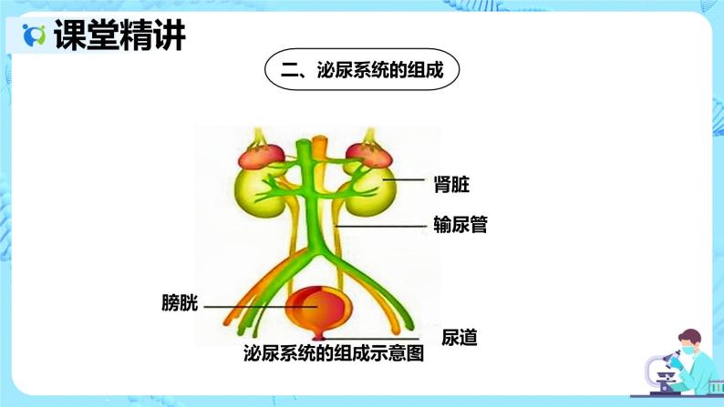 人教版生物七年级下册《人体内废物的排出》课件（送教案+练习）06