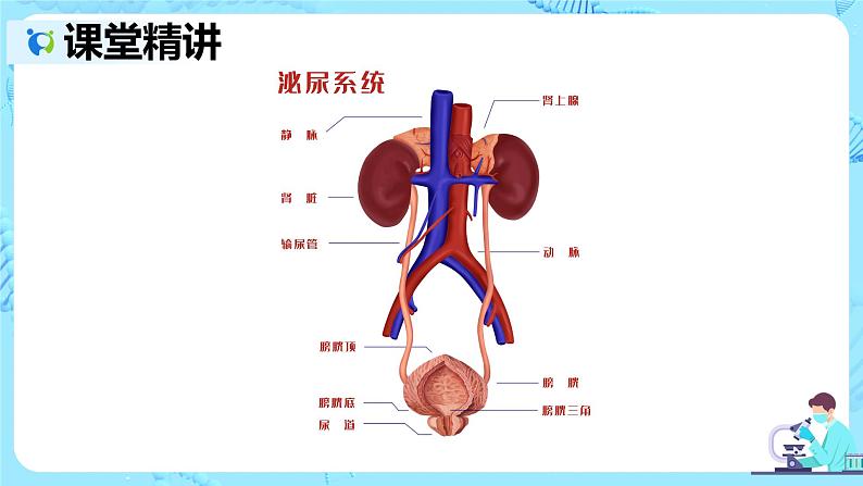 人教版生物七年级下册《人体内废物的排出》课件第7页