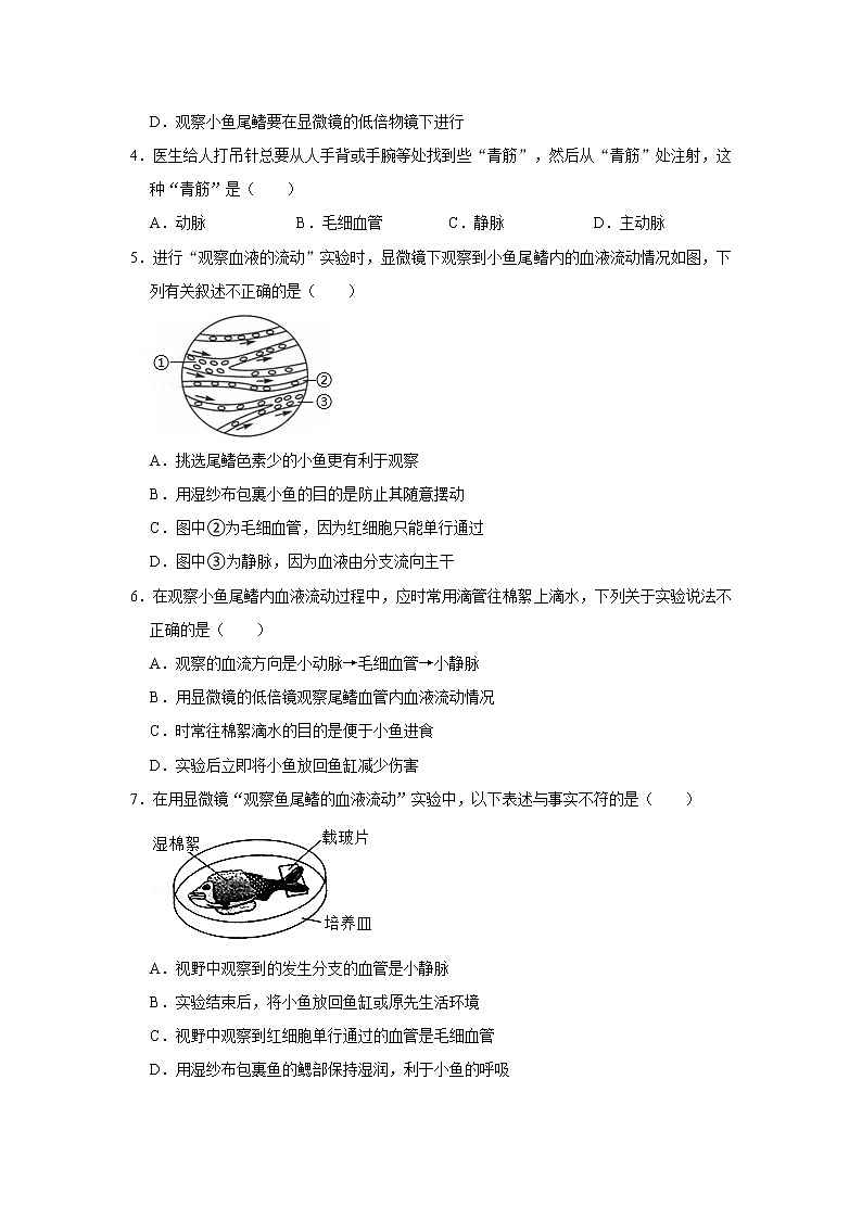 人教版生物七年级下册《血流的管道——血管》课件（送教案+练习）02