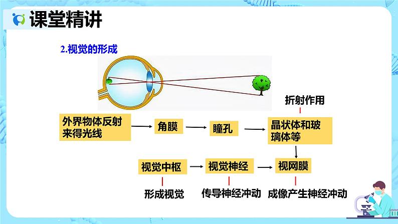 人教版生物七年级下册《人体对外界环境的感知》课件（送教案+练习）06