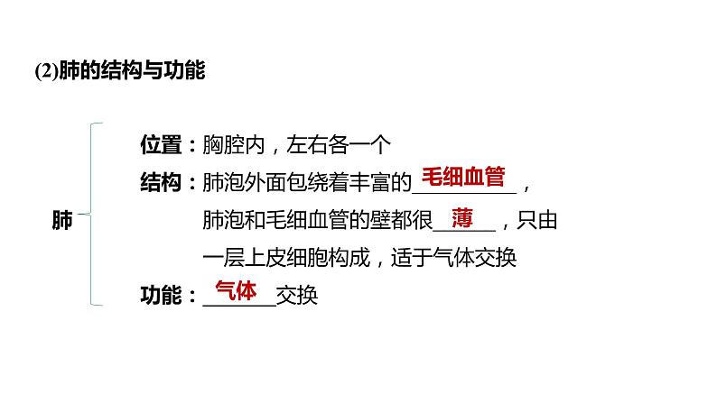 备战2022 中考生物 一轮复习 第十一讲 人的呼吸 课件04