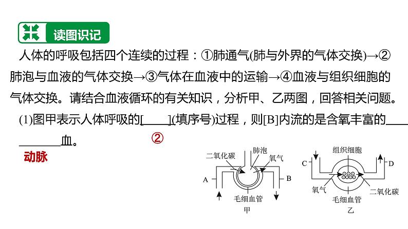 备战2022 中考生物 一轮复习 第十一讲 人的呼吸 课件08