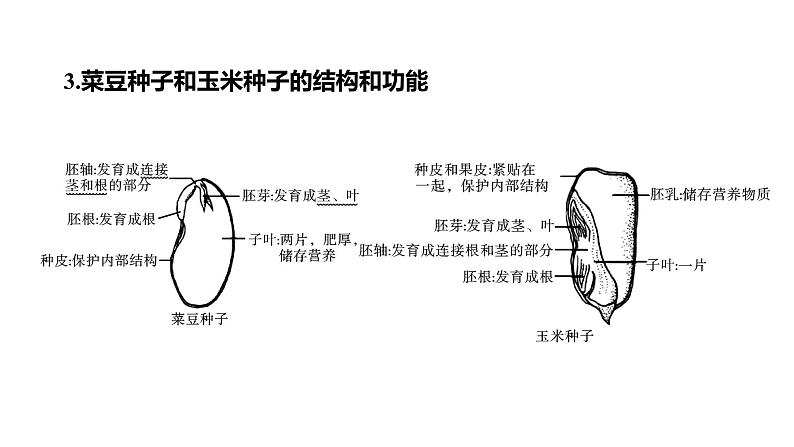 备战2022 中考生物 一轮复习 第四讲 生物圈中有哪些绿色植物 课件第8页