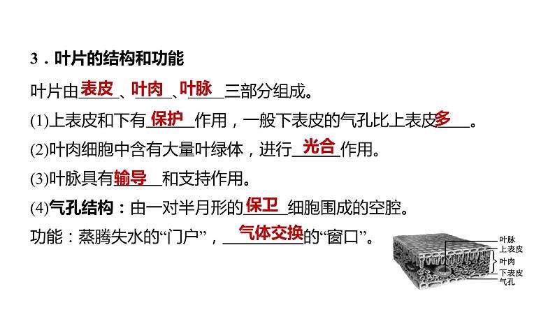 备战2022 中考生物 一轮复习 第六讲 绿色植物与生物圈的水循环 课件06