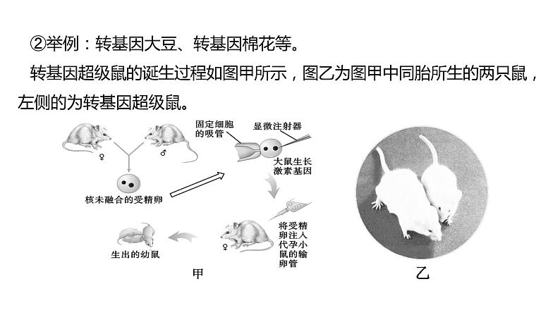 备战2022 中考生物 一轮复习 第二十讲 生物的遗传与变异 课件第8页