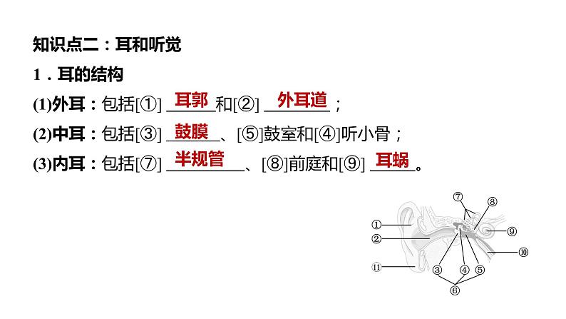 备战2022 中考生物 一轮复习 第十四讲  人体生命活动的调节 课件第8页