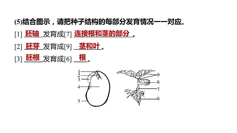 备战2022 中考生物 一轮复习 第五讲 被子植物的一生 课件第5页