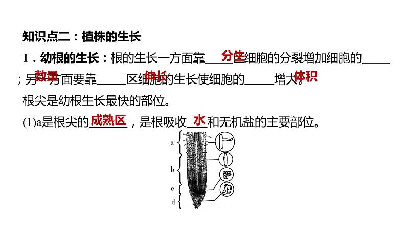 备战2022 中考生物 一轮复习 第五讲 被子植物的一生 课件第6页