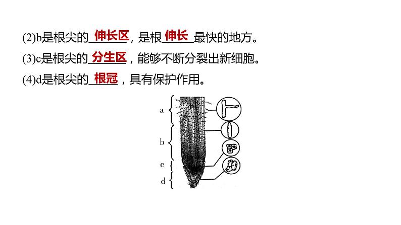 备战2022 中考生物 一轮复习 第五讲 被子植物的一生 课件第7页