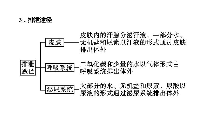 备战2022 中考生物 一轮复习 第十三讲 人体内废物的排出 课件第4页