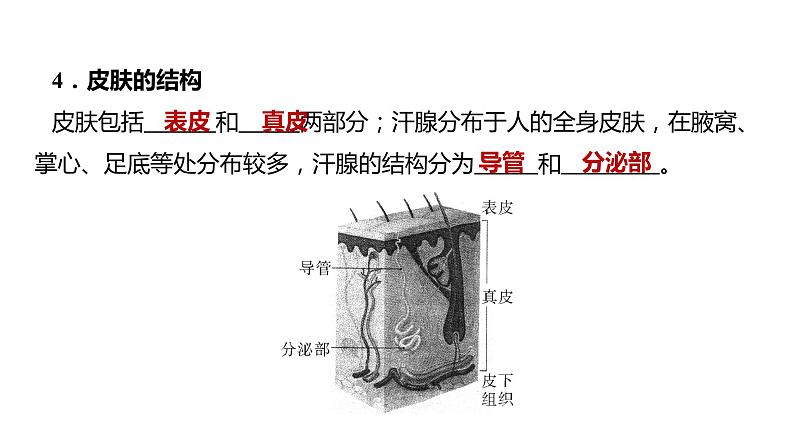 备战2022 中考生物 一轮复习 第十三讲 人体内废物的排出 课件第5页