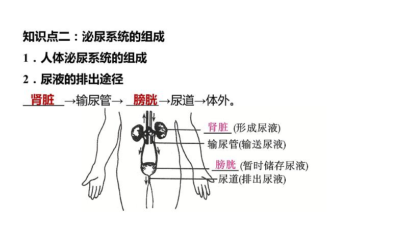 备战2022 中考生物 一轮复习 第十三讲 人体内废物的排出 课件第6页