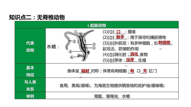 备战2022 中考生物 一轮复习 第十五讲 动物的主要类群 课件05