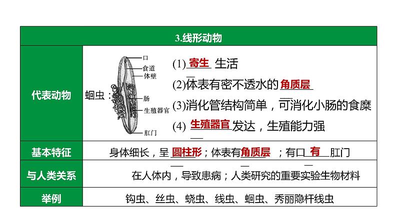 备战2022 中考生物 一轮复习 第十五讲 动物的主要类群 课件08