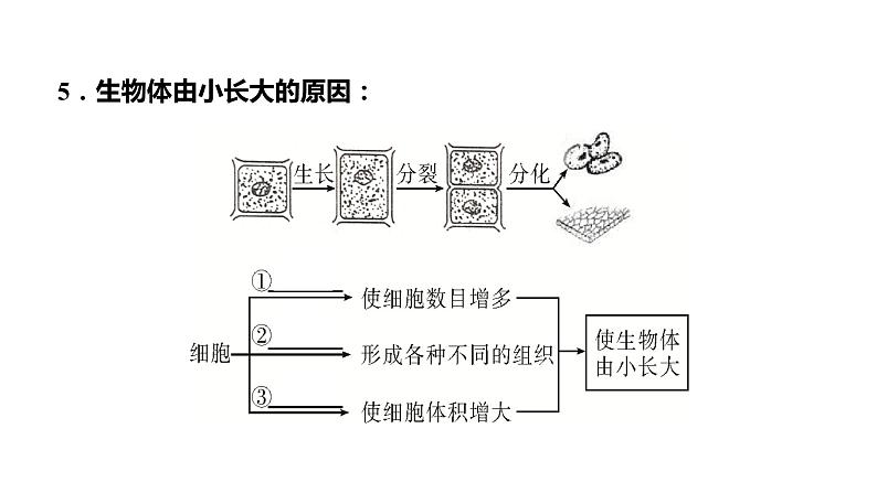 备战2022 中考生物 一轮复习 第三讲 细胞怎样构成生物体 课件第5页