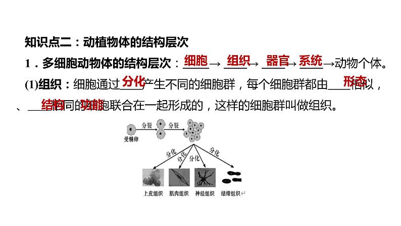 备战2022 中考生物 一轮复习 第三讲 细胞怎样构成生物体 课件第6页