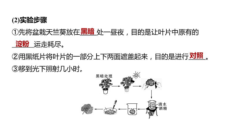 备战2022 中考生物 一轮复习 第七讲 绿色植物是生物圈中有机物的制造者 课件05