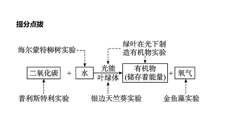 备战2022 中考生物 一轮复习 第七讲 绿色植物是生物圈中有机物的制造者 课件08