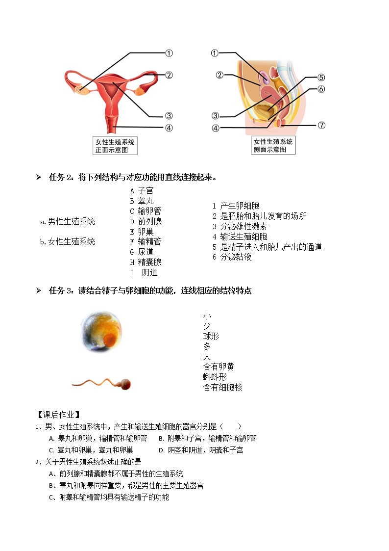人教版（新课标）生物七下：1.2《人的生殖》（第一课时）（课件+教案+练习）02