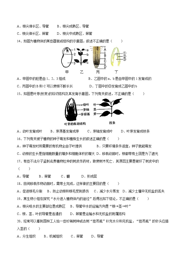 04被子植物的一生2021-2022学年七年级生物上学期期末满分冲刺专题精选带答案第3页