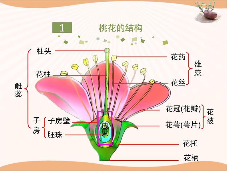 《被子植物的生殖》第一课时 课件05