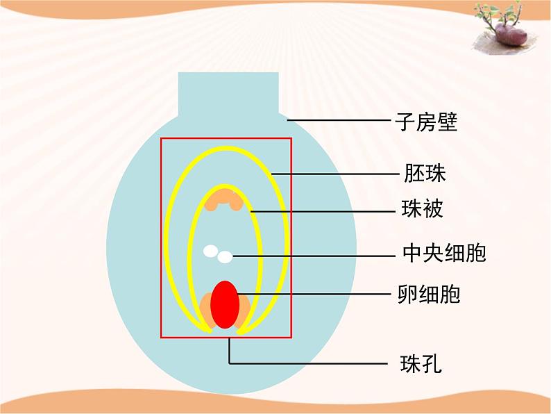 《被子植物的生殖》第一课时 课件06