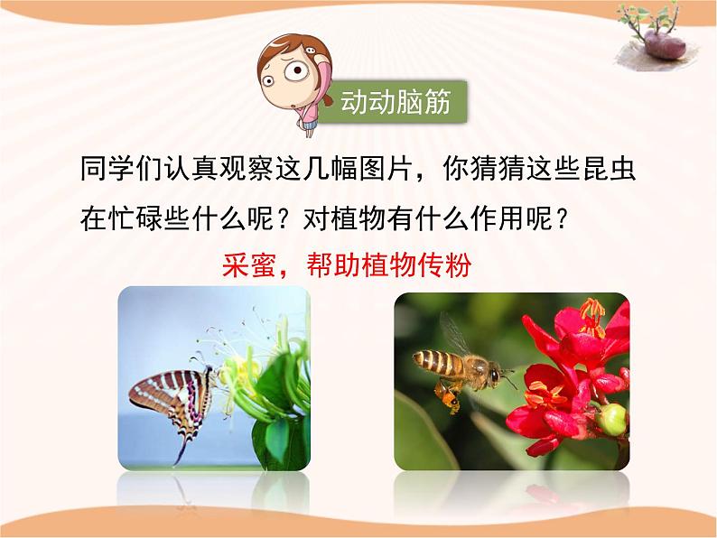 《被子植物的生殖》第一课时 课件08