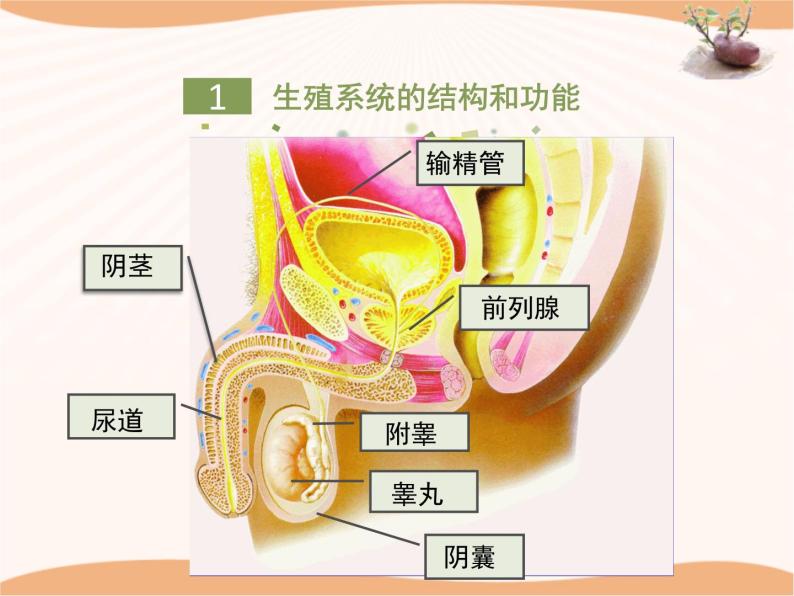 初中生物冀教版八年級下冊第三節人的生殖和胚胎髮育一等獎課件ppt