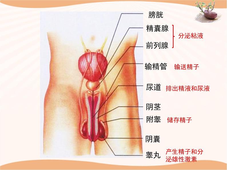 《人的生殖和胚胎发育》 课件06