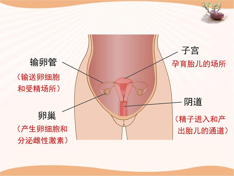 《人的生殖和胚胎发育》 课件08