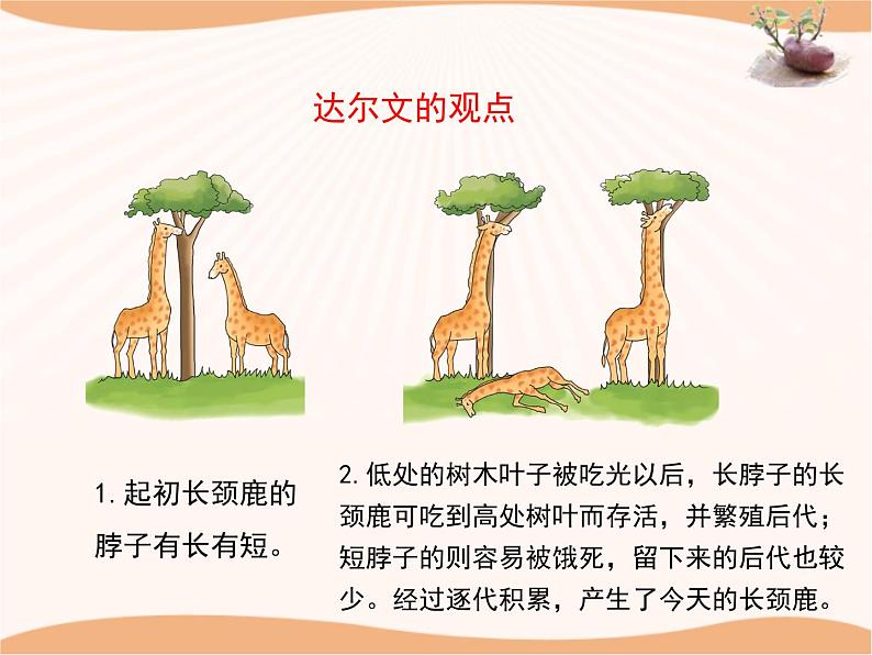 《生物的进化》第二课时 课件08